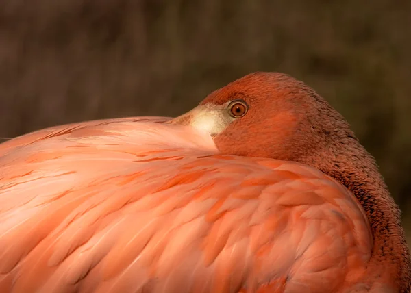 Flamingo — Stock Photo, Image