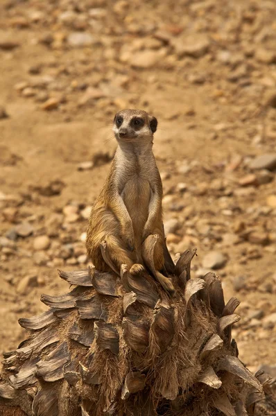 Meerkat Εικόνα Αρχείου