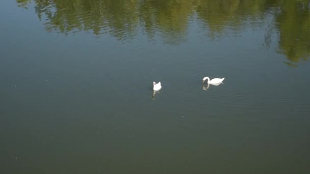 两只天鹅平静地在河里游动 享受着阳光灿烂的天气 两只优雅的白天鹅在黑暗的水里游动 — 图库视频影像