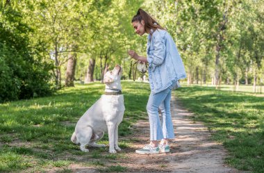 Genç, güzel, mutlu bir kadın, beyaz Labrador köpeğiyle parkta oynuyor. Güneşli, sıcak sonbahar gününün tadını çıkarıyor ve en iyi arkadaşıyla vakit geçiriyor..