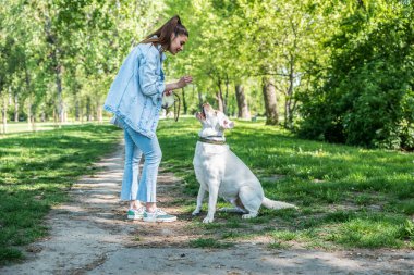 Genç, güzel, mutlu bir kadın, beyaz Labrador köpeğiyle parkta oynuyor. Güneşli, sıcak sonbahar gününün tadını çıkarıyor ve en iyi arkadaşıyla vakit geçiriyor..