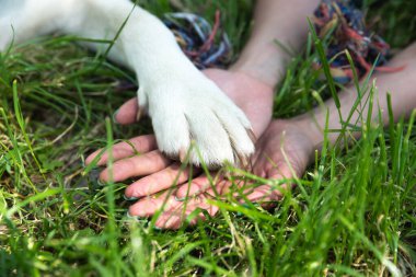 Parkta, evcil köpeği beyaz Labrador Retriever 'la birlikte ona iyi bir hayat ve sevgi vermek için evcil hayvan barınağından evlat edindiği güzel bir kadın. Evlatlık yavrusuyla eğlenen dişi hayvan sever..