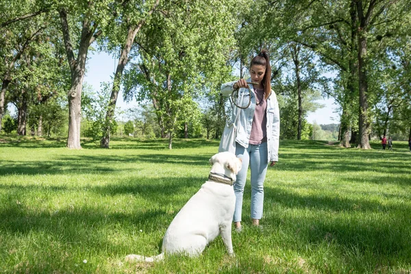 Young beautiful woman in the park with her pet dog white Labrador Retriever that she adopt from the pet shelter to give him good life and love. Female animal lover with her adopted puppy having fun.
