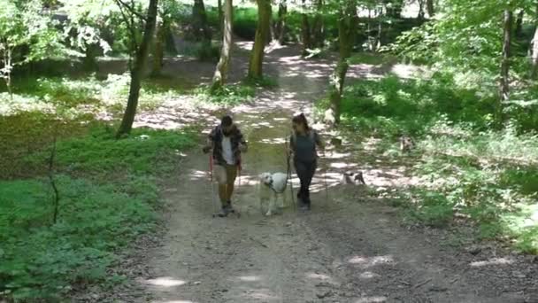 一对年轻漂亮的夫妇和他们的狗在树林里徒步旅行 欣赏风景 山林中的两个热爱大自然的人喜欢在大自然中健康地漫步 膜晶粒选择性聚焦 — 图库视频影像