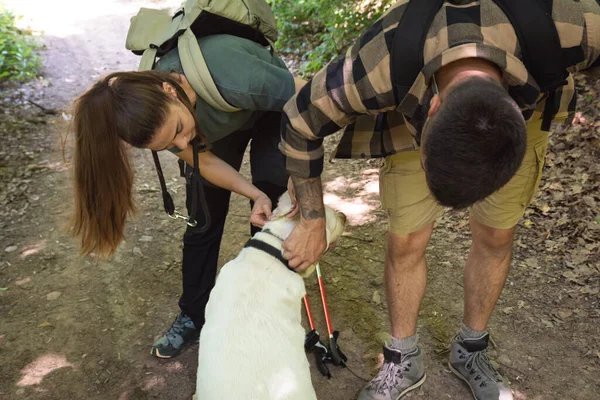 Young hikers couple walking through the nature of the mountain checks their dog for ticks because there is tall grass in the forest. Man and woman cleaning their pet from ticks in the woodland.