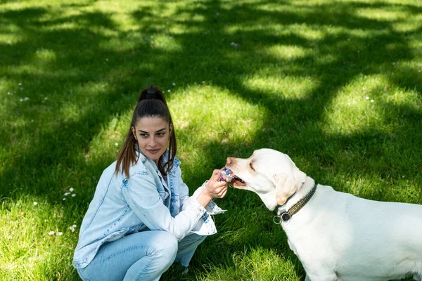 Young woman adopt young dog Labrador Retriever from animal rescue center and gave him love and friendship. Female animal lover spending time with her puppy in the park.