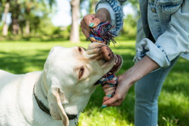 Genç bir kadın, hayvan kurtarma merkezinden Labrador Retriever adlı köpeği evlat edindi ve ona sevgi ve dostluk verdi. Dişi hayvan sever köpek yavrusuyla parkta vakit geçiriyor..