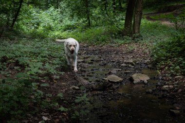 Genç beyaz terk edilmiş ya da kaybolmuş Labrador köpeği. Sahibi olmadan ormanda tek başına geziniyor. Eve nasıl döneceğini bilmiyor..