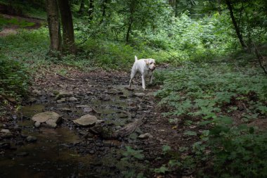 Genç beyaz terk edilmiş ya da kaybolmuş Labrador köpeği. Sahibi olmadan ormanda tek başına geziniyor. Eve nasıl döneceğini bilmiyor..