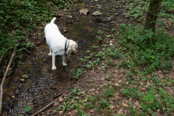 Joven Perro Blanco Abandonado Perdido Labrador Retriever Preguntándose Solo Bosque — Foto de Stock
