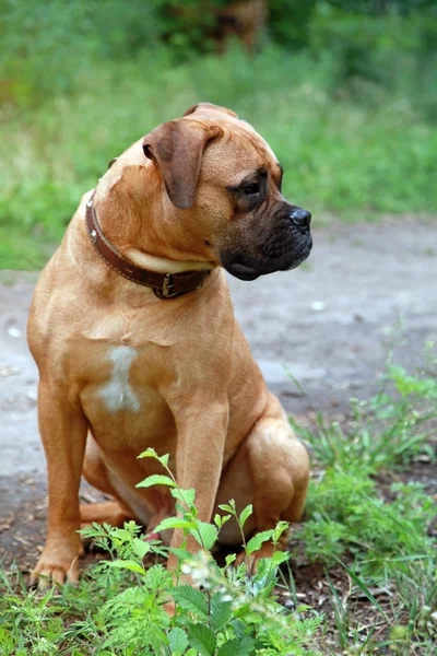 Beautiful pet boxer sitting at summer park. — Stock Photo, Image