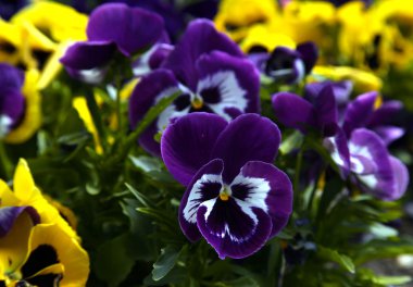 renkli Hercai Menekşe