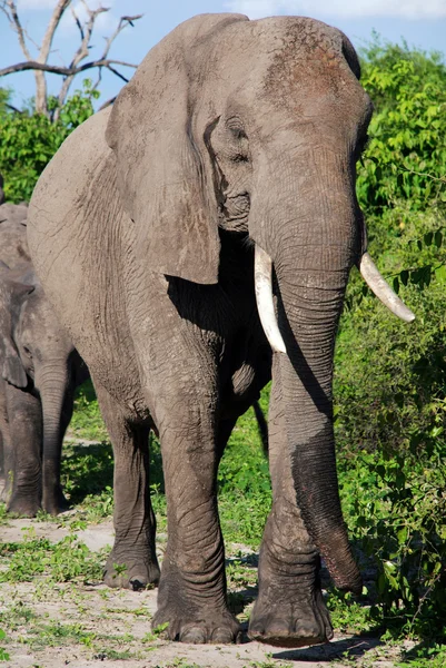 Slon africký v divoká savana (národní park chobe, botswana) — Stock fotografie