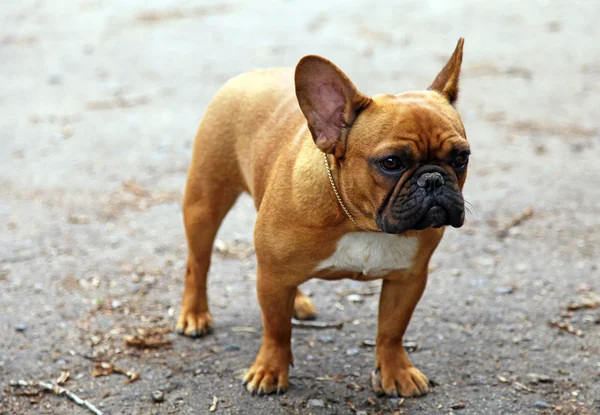 Fransk bulldog — Stockfoto