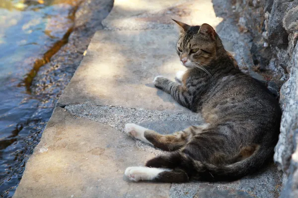 Grekiska street cat på havet pier (Kreta, Grekland) — Stockfoto