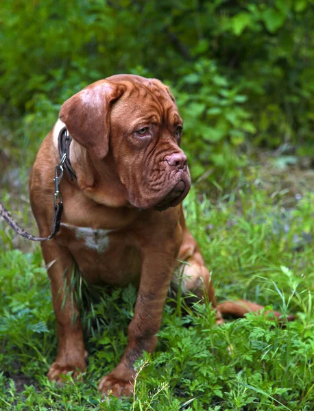 Dogue De Bordeaux na grama — Fotografia de Stock