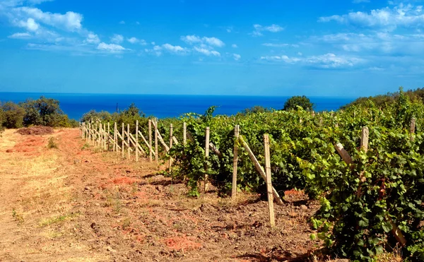 Wijngaard in de buurt van zee (Krim, Oekraïne) — Stockfoto