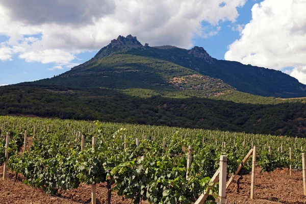 El viñedo y las montañas, la Crimea, Ucrania — Foto de Stock