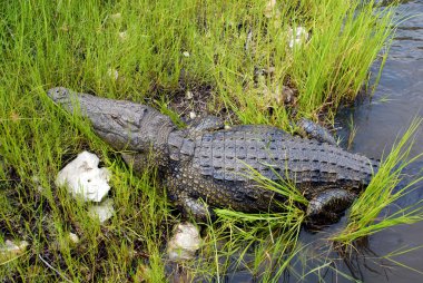 zambezi Nehir yaban timsah