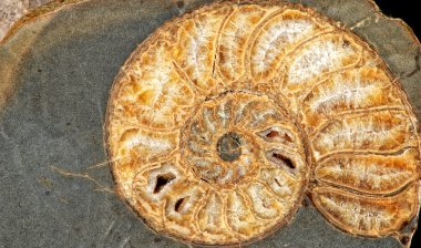 fosil kabuğu taş '