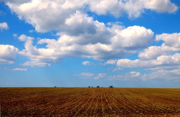 Agriculture field and blue sky — Stock Photo, Image