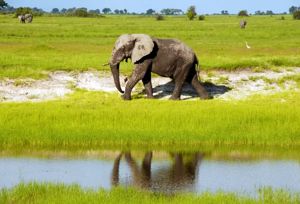Elefante africano en sabana silvestre (Botswana, Sudáfrica) ) — Foto de Stock
