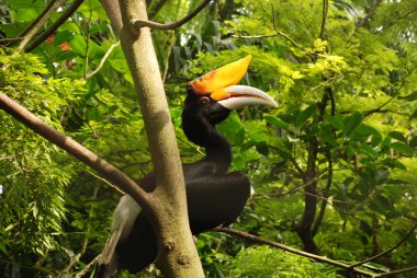 neushoornvogel in tropisch regenwoud, Indonesië.