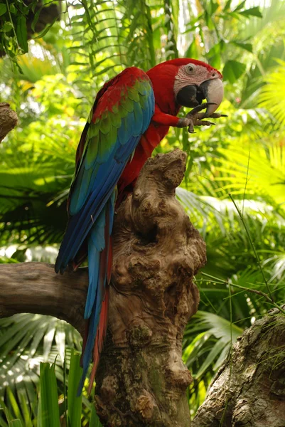 Παπαγάλο μεγάλο (macaw πράσινα φτερά) — Φωτογραφία Αρχείου