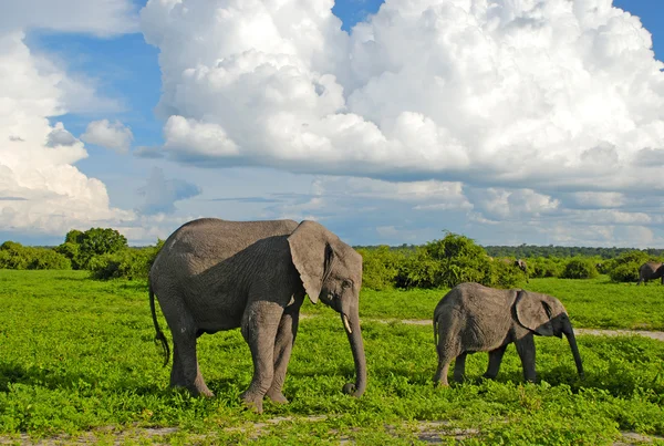 Éléphants mère et bébé dans la savane (Zimbabwe) ) — Photo