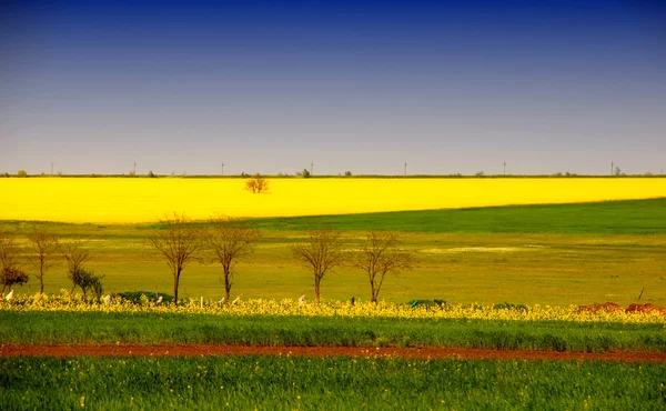 Green grass and yellow canola fields — Stock Photo, Image