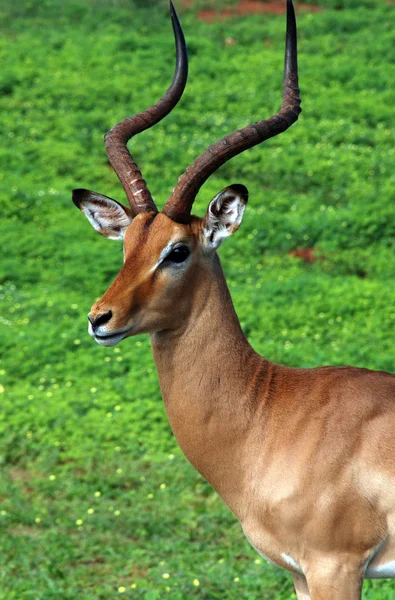 Antelope portraite — Stock Photo, Image