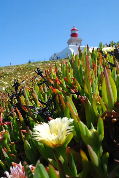 Leuchtturm und Gras am Kap Roca — Stockfoto