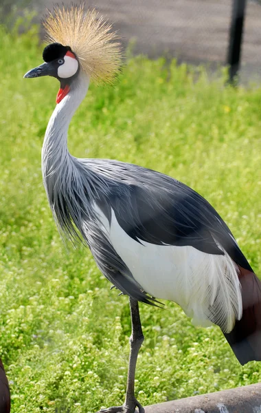 灰色戴冠 Crane(Balearica regulorum) — ストック写真
