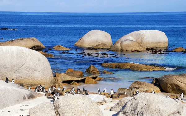 Pedras na costa atlântica e pinguins — Fotografia de Stock