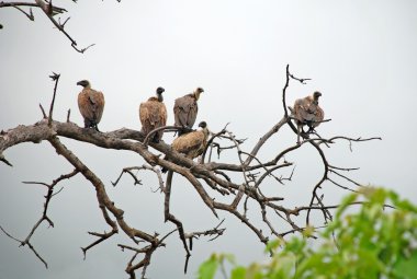 akbabalar