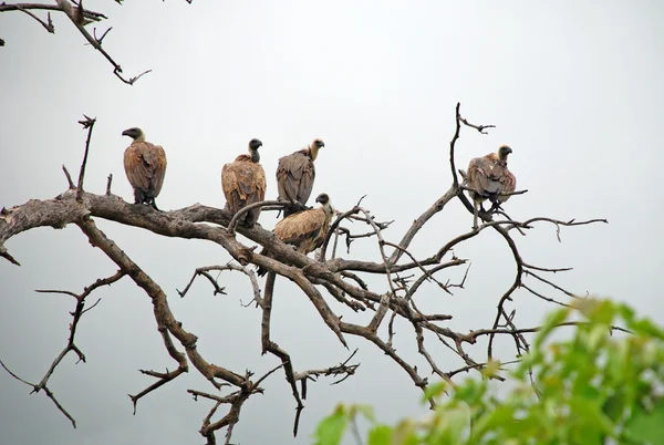 Vultures — Stock Photo, Image