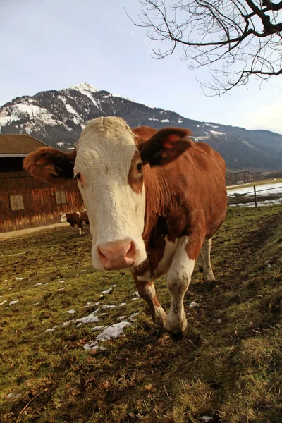 Curious cow on Alps farm — Stock Photo, Image