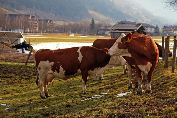 Корова на альпийской ферме — стоковое фото