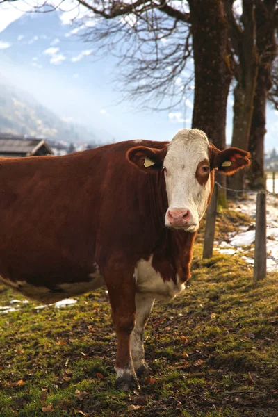 Cow on Alpine farm — Stock Photo, Image