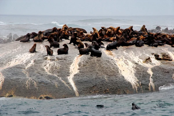 Colony of fur seals — Stock Photo, Image