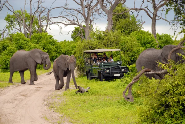 Elephant safari(Botswana) — Stock Photo, Image