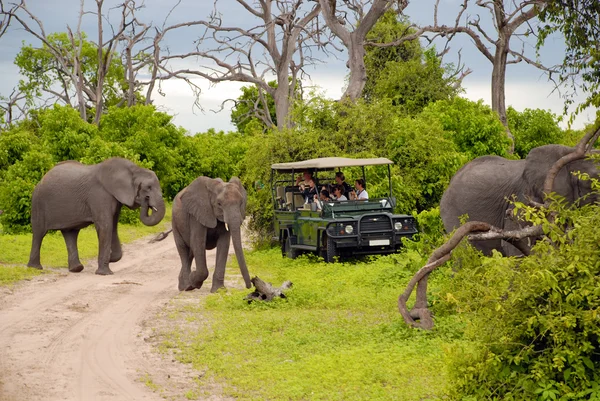 大象 safari (博茨瓦纳) 免版税图库图片