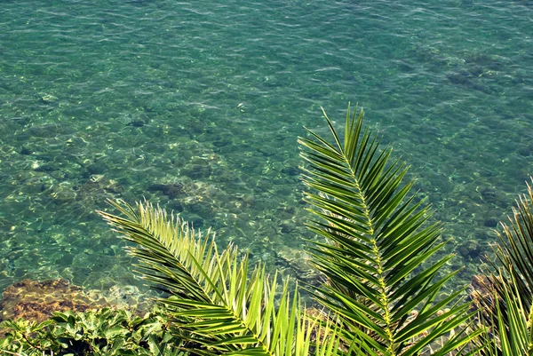 Palmblad och havet — Stockfoto