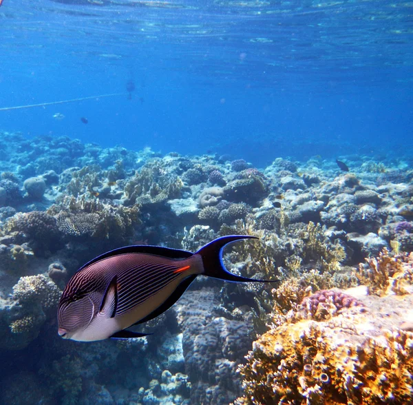 Tropické Marcel surgeonfish v Rudém moři, egypt — Stock fotografie