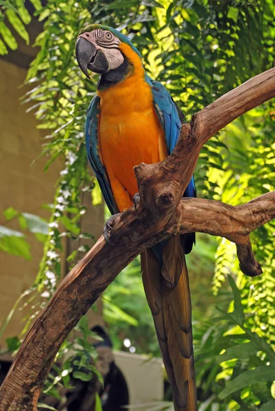 Papagaio grande (asas verdes arara ) — Fotografia de Stock