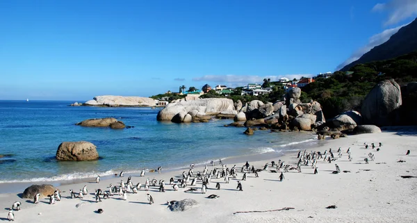 Penguin colony — Stock Photo, Image