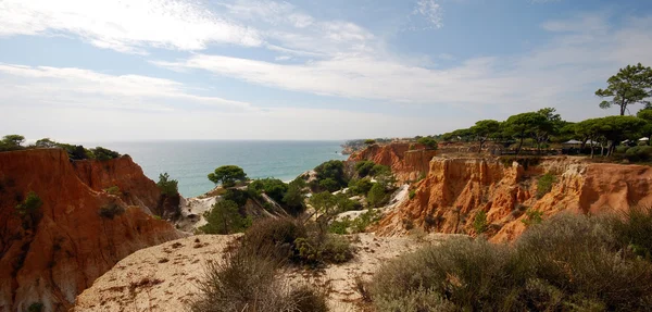 オレンジ色の崖、松と海 （algarve、ポルトガル) — ストック写真