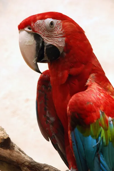 Papagaio grande (asas verdes arara ) — Fotografia de Stock