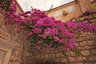 Begonviller ve Akdeniz taş duvar