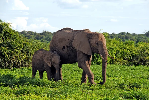 Moeder en baby Afrikaanse olifanten, botswana, Afrika. — Stockfoto